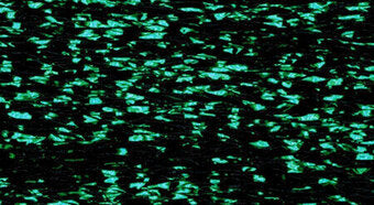 PB89 - Racing Green Petite Treasure Braid - Rainbow Gallery, The Crafty Grimalkin - A Cross Stitch Store